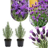 Set of 2 Spanish Lavender Plants Live, 3 Inch Pots