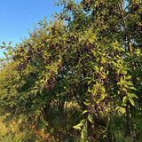 Live Chokecherry Plant 5 Inch Pot, Aronia Berry Plant 5-8" Tall