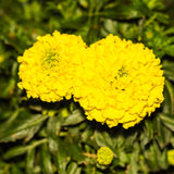 Orange African Marigold Flower Live Plant, 5-7 Inch Tall, 4 Inch Pot