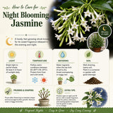 Night Blooming Jasmine Flower Live Plant, 4-6 Inch Tall