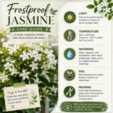 White Jasmine Plant Live, Indoor Outdoor Flower Plant, 4-7 Inch Tall