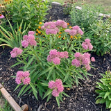 2 Pink Milkweed Live Plants, 3-6 Inch Tall