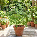 2 Moringa Live Plants, Herb Tree, 4-7 Inch Tall, 4 Inch Pot