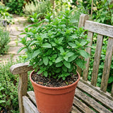 3 Peppermint Live Plants, Indoor Outdoor Herb Plant, 4-7 Inch Tall