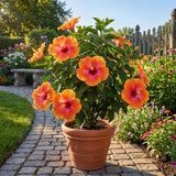 Bright Orange Yellow Hibiscus Live Plant, 5-8" Tall