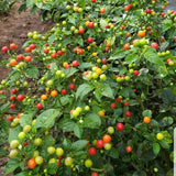 Hot Chiltepin Pepper Plant Live 4" Pot, 3–6" Tall