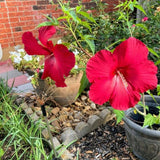 2 Vibrant Red Hibiscus Perennial Plant, 3-6" Tall
