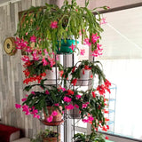 2 Random Christmas Cactus Live Plants, Holiday Cactus, 4-6 Inch Tall