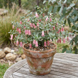 Pink Fuchsia Flower Plant Live, Vibrant Flower, 4-8 Inch Tall in 5 Inch Pot