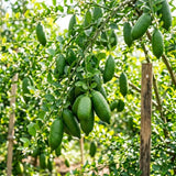 Green Finger Lime Tree, Rare Citrus Tree, 1-2 Ft Tall, 1 Gallon Pot