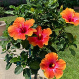 Bright Orange Yellow Hibiscus Live Plant, 5-8" Tall