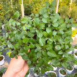 Chocolate Mint Plant Live, 4-6 Inch Tall, 3.5 Inch Pot