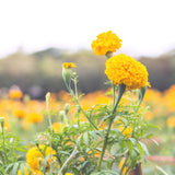 Orange African Marigold Flower Live Plant, 5-7 Inch Tall, 4 Inch Pot