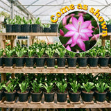 Pink Christmas Cactus Plant Live, 4-6 Inch Tall