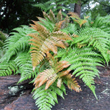Autumn Fern Live Plant in 2 Inch Pot, Fern Plant 3-5" Tall