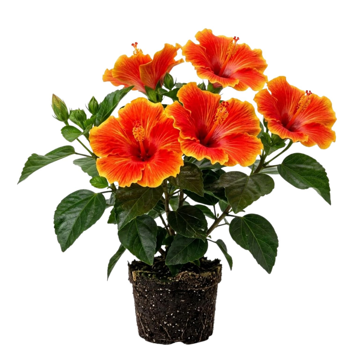 Hibiscus Live Plant, 4-8 Inch Tall