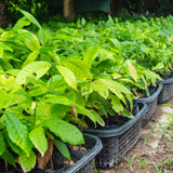 HASS Avocado Tree Live Plant, Landscape Fruit Tree, 5-7 Inch Tall