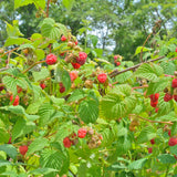 2 Red Live Raspberry Plants, 4-6 Inch Tall, 4 Inch Pot