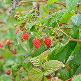 Red Raspberry Live Plant, Edible Berry Plant, 3-5 Inch Tall, 4 Inch Pot