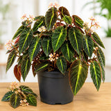 Begonia Live Plant, Basket Plant, 4-6 Inch Tall, 4 Inch Pot
