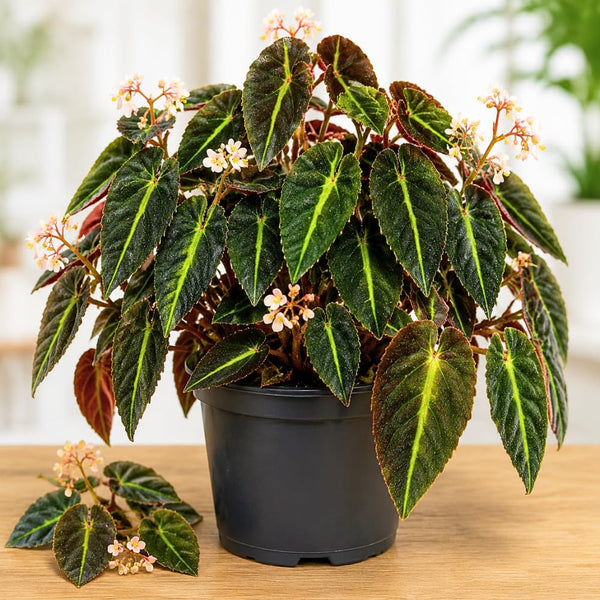 Begonia Live Plant, Basket Plant, 4-6 Inch Tall, 4 Inch Pot
