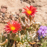 Red Ice Plant Live Plant, Ground Cover, 4 Inch Pot