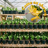 Yellow True Christmas Cactus Live Plant, Holiday Cactus, 4-6 Inch Tall