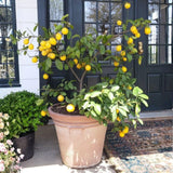 Meyer Lemon Tree Plant Live, Starter Plant, 1-2 Ft Tall, 1 Gallon Pot
