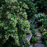 3 Night Blooming Jasmine Vine Live Plants, Flowering Shrub, 4-6 Inch Tall