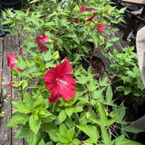 2 Vibrant Red Hibiscus Perennial Plant, 3-6" Tall
