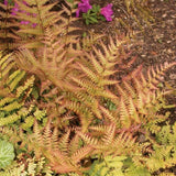 Autumn Fern Live Plant in 2 Inch Pot, Fern Plant 3-5" Tall