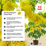 2 Yellow Cassia Plants Live, Well-Rooted Flower Tree, 4-6 Inch Tall
