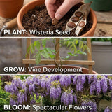 10 Purple Wisteria Seeds Climbing Flower Plant for Garden Yard and Outdoor Space