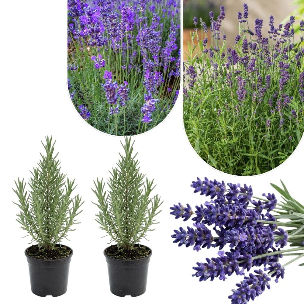 Set of 2 English Lavender Live Plants