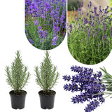 Set of 2 English Lavender Live Plants