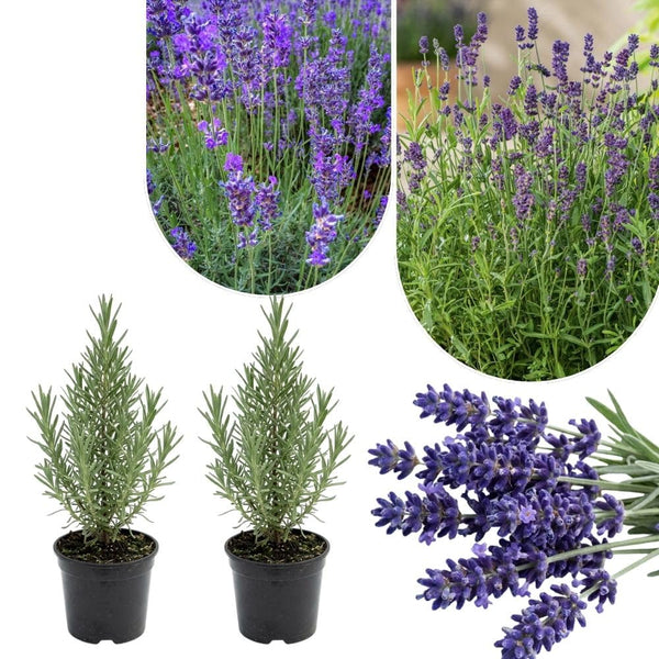 Set of 2 English Lavender Live Plants