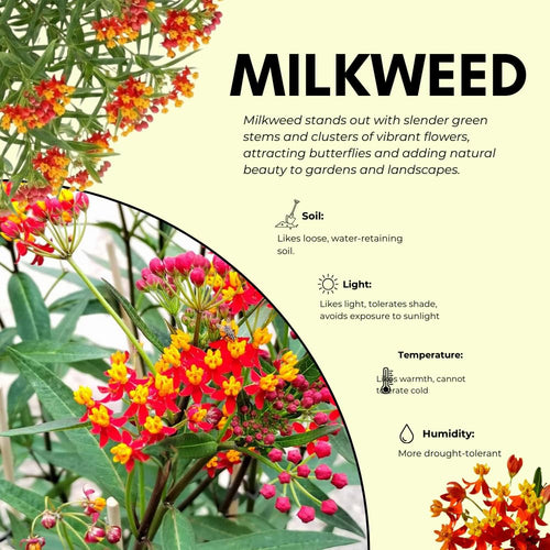 2 Orange Milkweed Live Plants, Perennial Flower Plant, 4-8 Inch Tall
