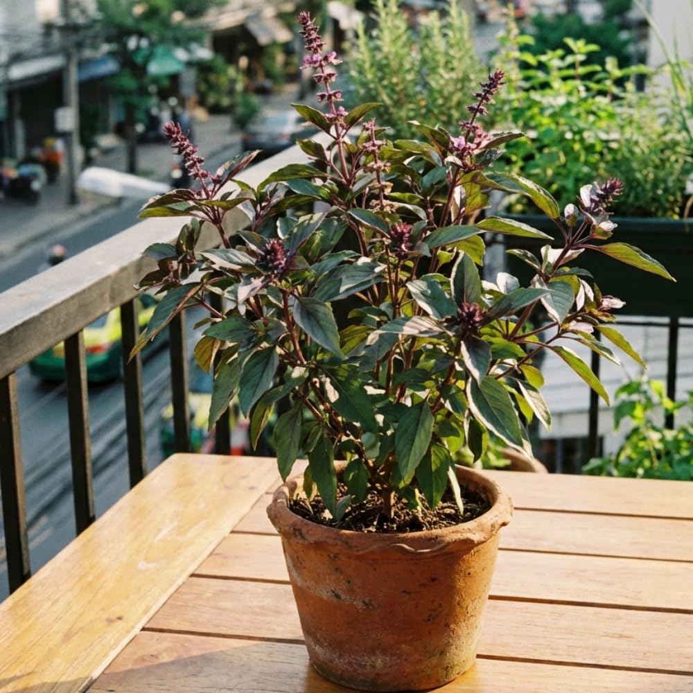 500 Thai Basil Seeds to Plant, Fresh Garden Seeds