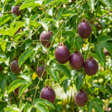 Purple Passionfruit Plant Live, Passion Fruit Vine Plant, 4-6'' Tall