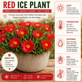 Red Ice Plant Live Plant, Ground Cover Succulent, 4-7 Inch Tall, 4 Inch Pot