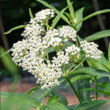 Set of 2 White Swamp Milkweed Live Plant 4-6" Tall