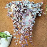 Variegated String of Heart Plant, 2" Pot