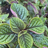 Purple Swedish Ivy Live Plant, Desk Shelf Plant, 3-5 Inch Tall, 2 Inch Pot