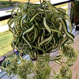 Live Variegated Curly Spider Plant