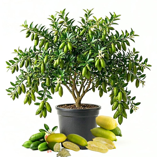 Green Finger Lime Tree, Finger Lime Fruit Tree, 1 Gallon Pot