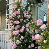 Climbing Live Rose Plant, Fragrant Reblooming Flower Bush, 2-3 Inch Tall