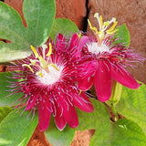 Burgundy Passion Flower Plant Live, Passiflora Garden Vine, 4-7 Inch Tall