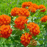 2 Orange Milkweed Plants Live, Patio Container Plant, 4-6 Inch Tall
