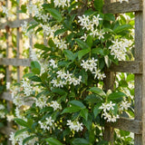 Star Jasmine Plant Live 4 to 6 Inch Tall