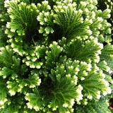 White Green Fern Live Plant in 2 Inch Pot